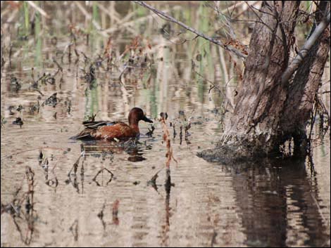 Patagonia Area Birding