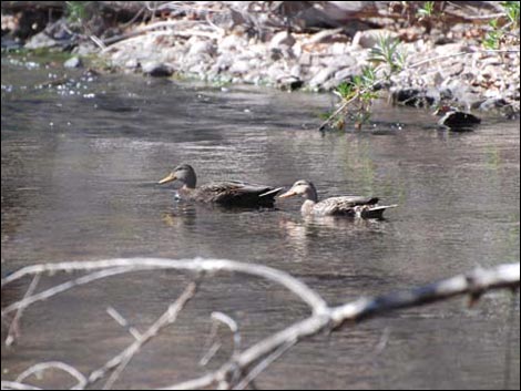 Sonoita Creek Natural Area