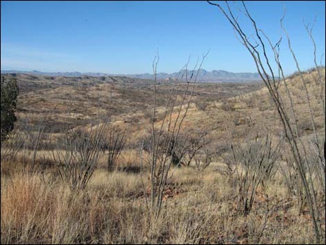 Sonoita Creek Natural Area