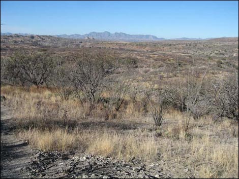 Sonoita Creek Natural Area