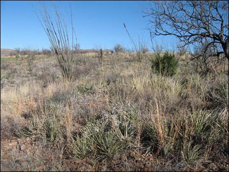 Sonoita Creek Natural Area