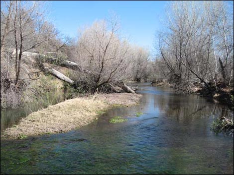 Sonoita Creek Natural Area