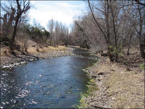 Sonoita Creek Natural Area