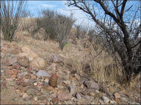 Sonoita Creek Natural Area
