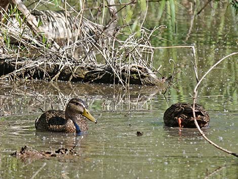 Patagonia Lake Birding Trail
