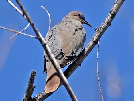 Patagonia Lake Birding Trail