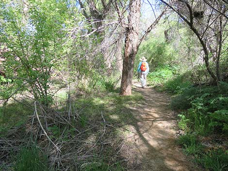 Patagonia Lake Birding Trail
