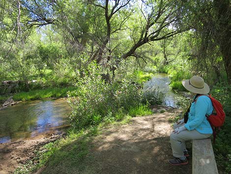Patagonia Lake Birding Trail