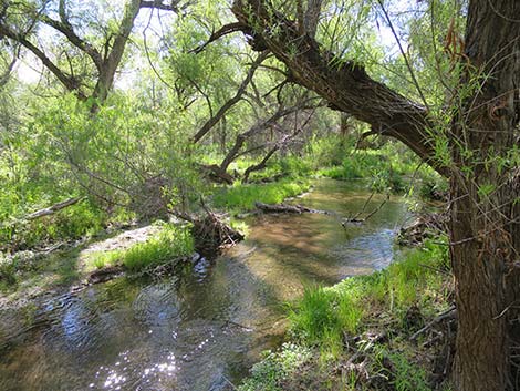 Patagonia Lake Birding Trail