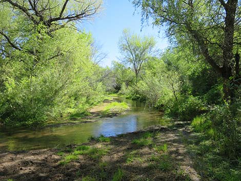 Patagonia Lake Birding Trail