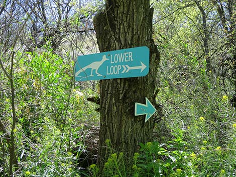 Patagonia Lake Birding Trail