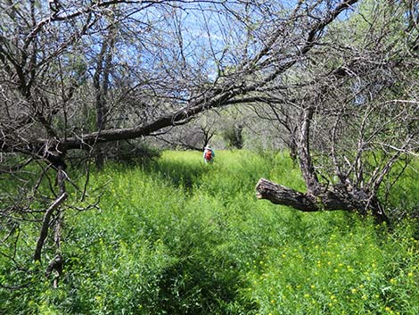 Patagonia Lake Birding Trail