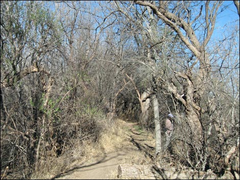 Patagonia-Sonoita Creek Preserve