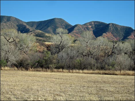 Patagonia-Sonoita Creek Preserve