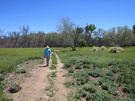 Patagonia-Sonoita Creek Preserve