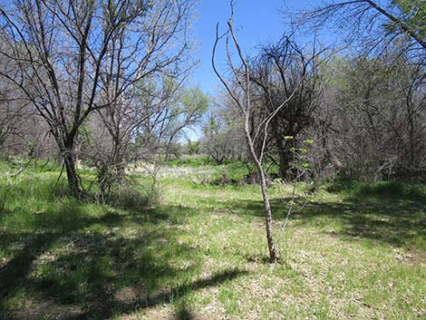 Patagonia-Sonoita Creek Preserve