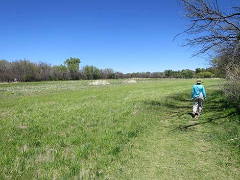 Patagonia-Sonoita Creek Preserve
