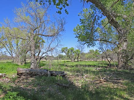 Patagonia-Sonoita Creek Preserve