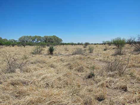 San Pedro Riparian NCA