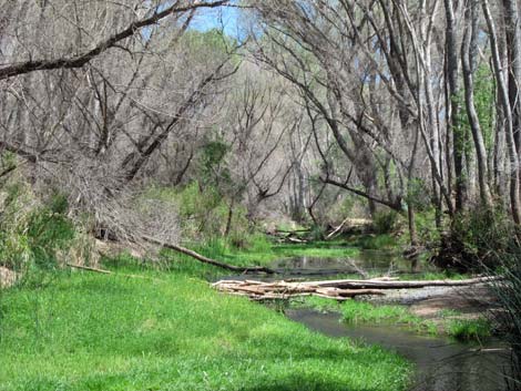 San Pedro Riparian NCA