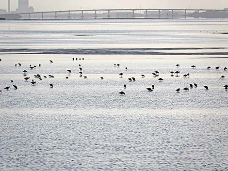 Arcata Marsh