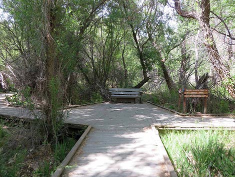 Big Morongo Canyon Preserve