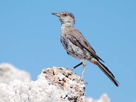 Mono Lake