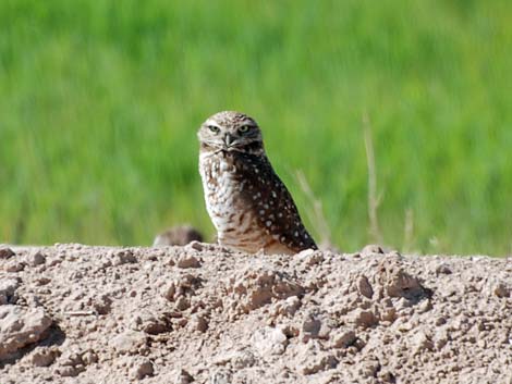 Birding the Salton Sea