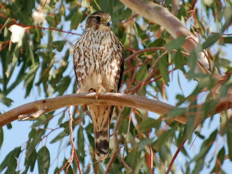 Birding the Salton Sea