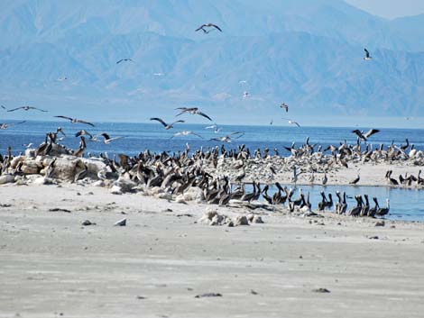 Birding the Salton Sea