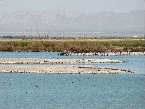 Salton Sea