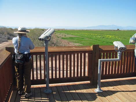 Birding the Salton Sea