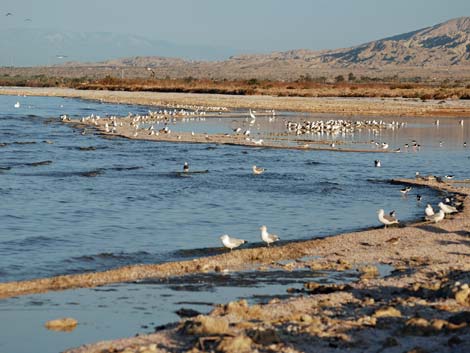 Birding the Salton Sea