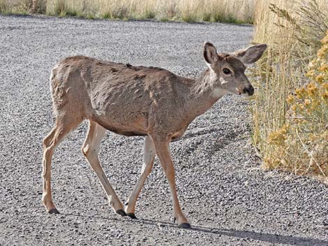 Malheur National Wildlife Refuge