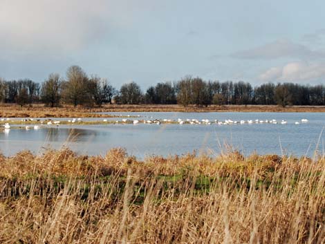 Ridgefield National Wildlife Refuge