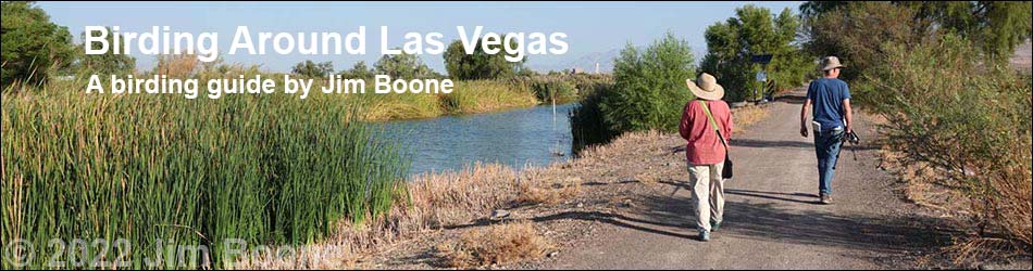 Birding Around Las Vegas