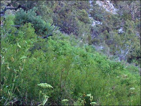 Fletcher Canyon Spring