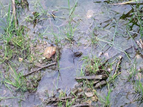 Horse Spring Birding