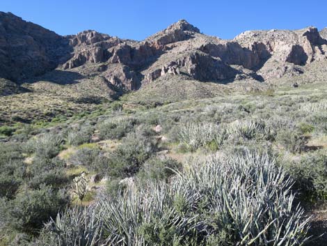 Birding Gold Butte