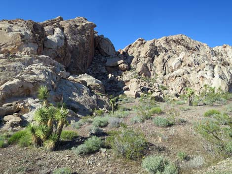 Birding Gold Butte