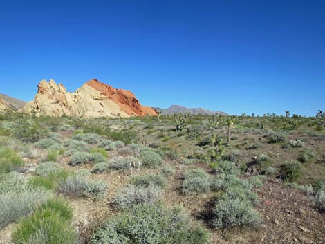 Birding Gold Butte