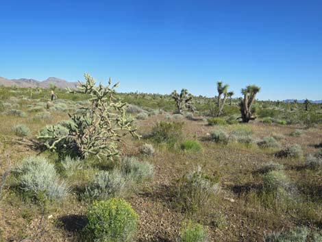 Birding Gold Butte