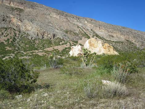 Birding Gold Butte