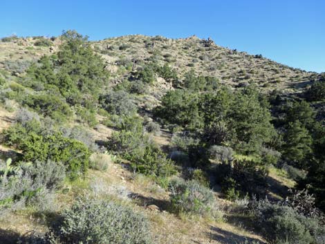 Birding Gold Butte