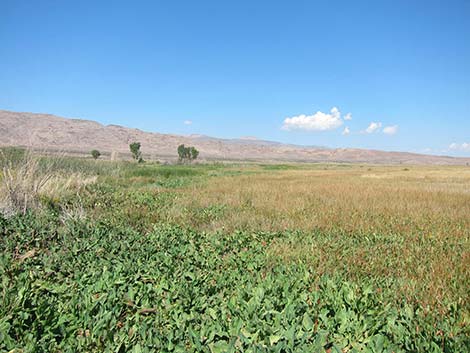 Pahranagat NWR