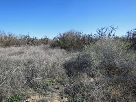 Warm Springs Natural Area