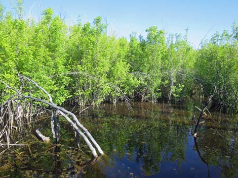 Warm Springs Natural Area