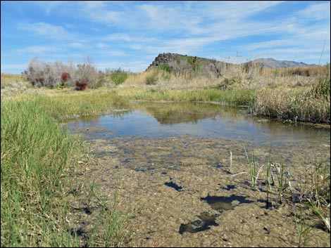 Aqua Birding Trail