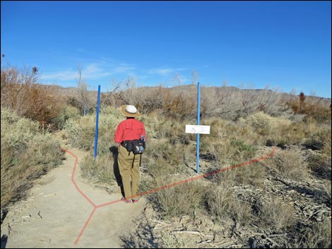 Shoshone Blue Birding Trail