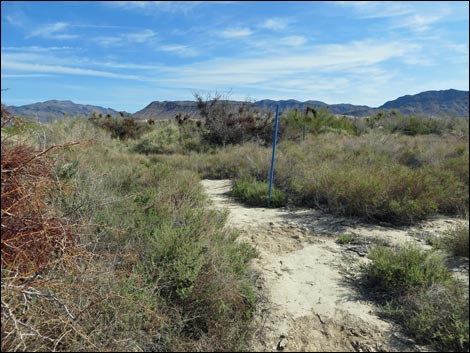 Blue Birding Trail